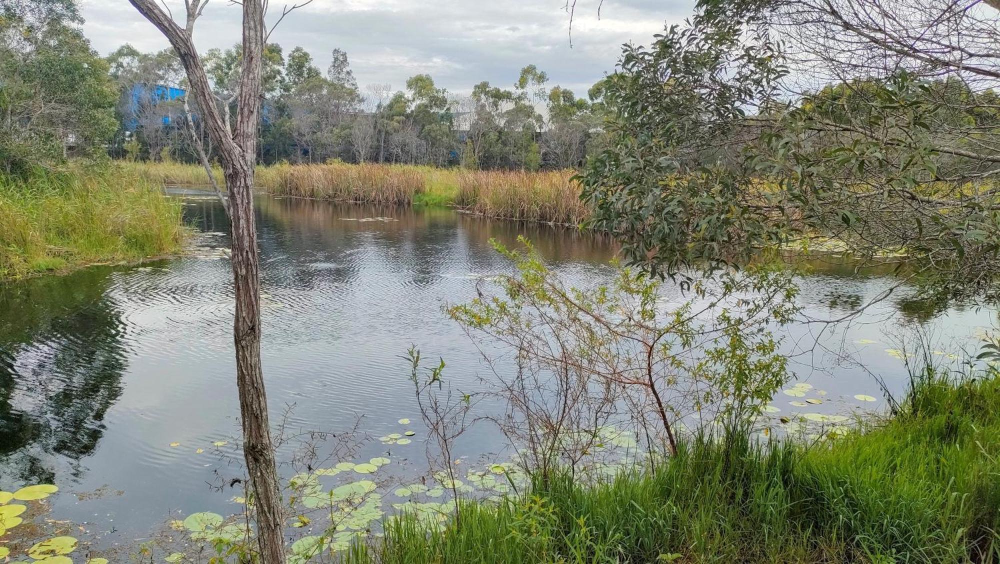 The Woodlands Hideaway - Premium Acreage Guesthouse Browns Plains Eksteriør billede